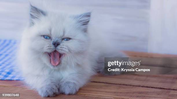 blue eyed white kitten yawning - longhair cat stock-fotos und bilder