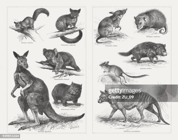 marsupials, wood engravings, published in 1897 - eastern gray kangaroo stock illustrations