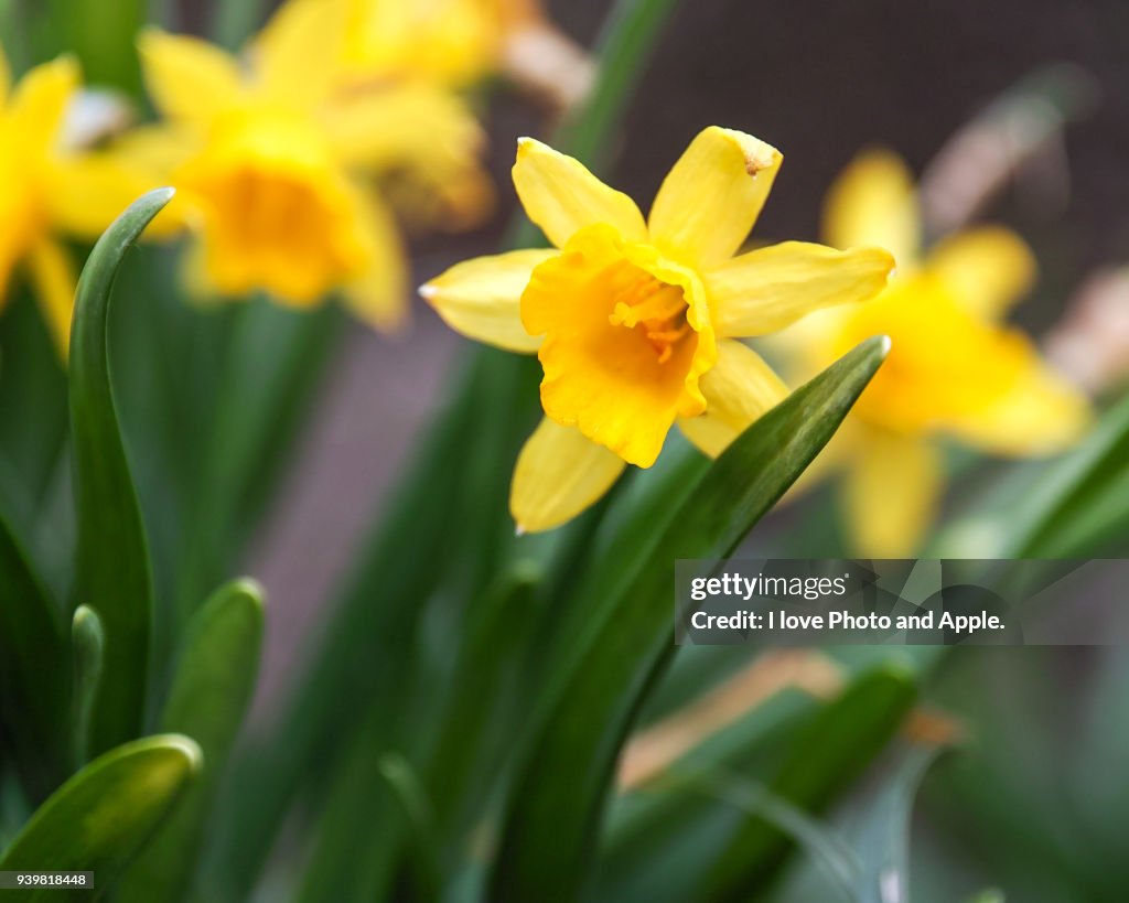 Wild daffodil