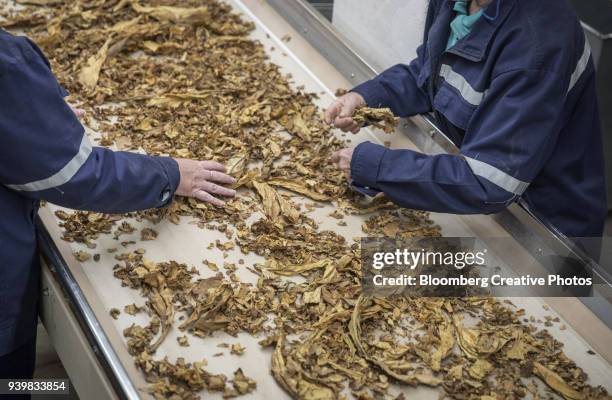 Cigarette Ripping Process Cigarette Production Photos and Premium High Res Pictures - Getty Images
