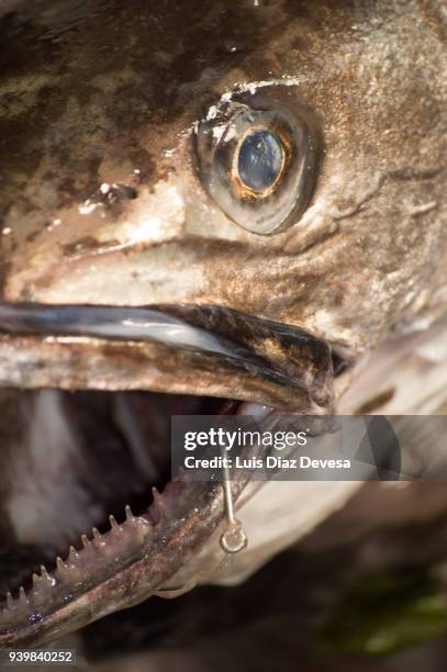 sale of fish fresh on the market - hake stock pictures, royalty-free photos & images