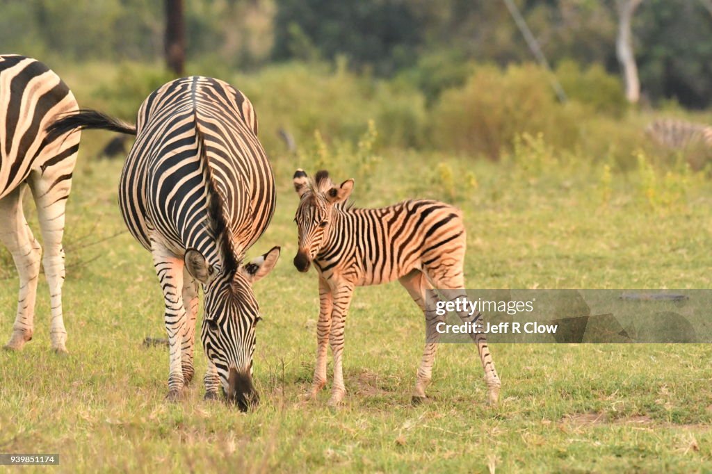 Wild Zebra and it’s newborn Foal