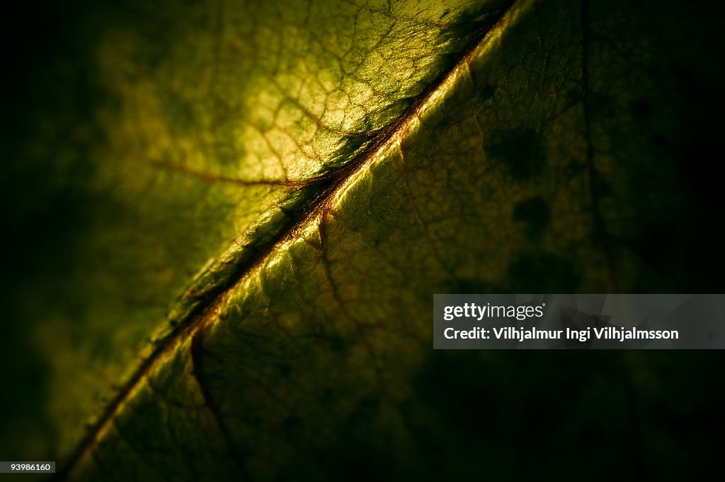 Leaf detail