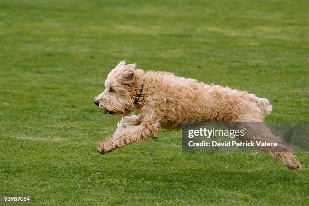 wheaten terrier - soft coated wheaten terrier bildbanksfoton och bilder