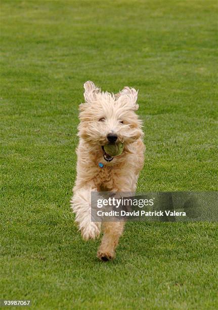 wheaten terrier - soft coated wheaten terrier bildbanksfoton och bilder