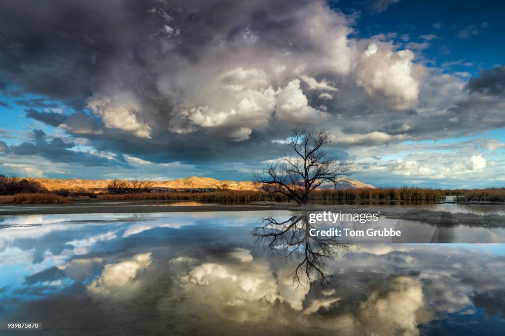 Storm Tree