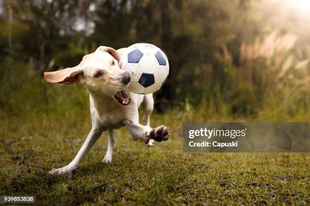 chien joue avec le ballon de soccer - dog and ball photos et images de collection