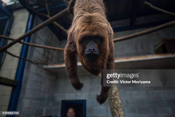 Monkey of the species Bugiu in nurseries in the Center of Management and Conservation of Wild Animals. The animals are treated by veterinarians and...