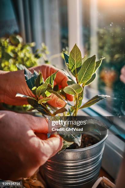 picking fresh bay leafs from kitchen herbs - bay leaf stock pictures, royalty-free photos & images