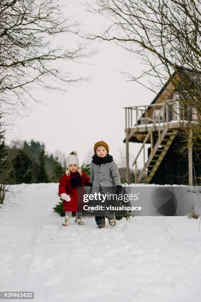 brother and sister dragging a christmas tree - drag christmas tree stock pictures, royalty-free photos & images