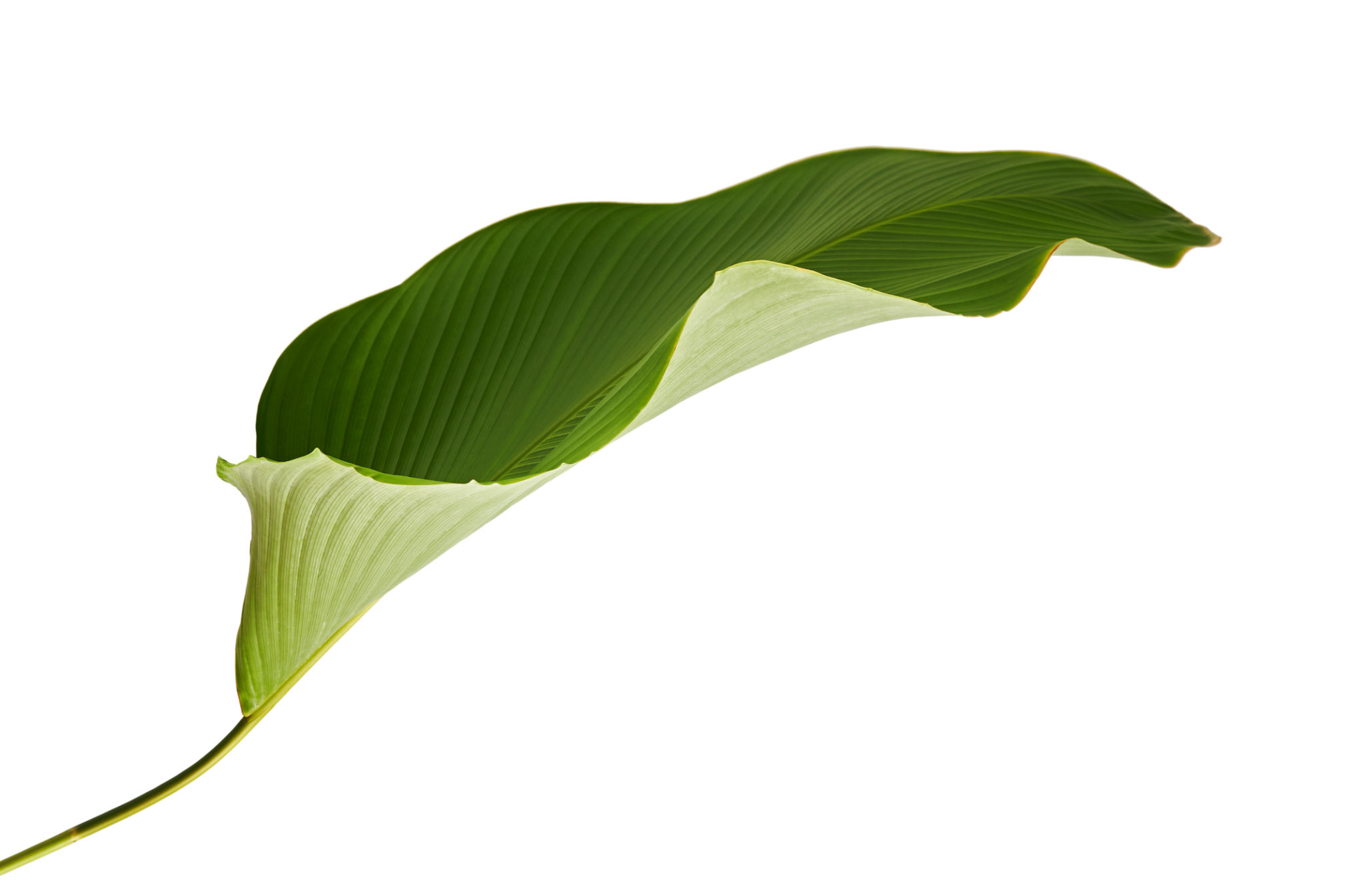 bulk tobacco