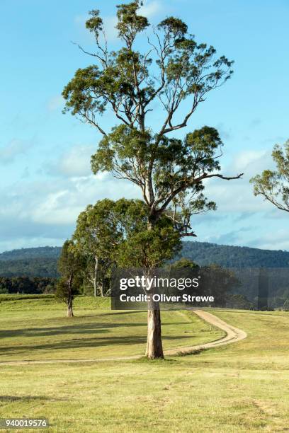 farm road - tathra stock pictures, royalty-free photos & images