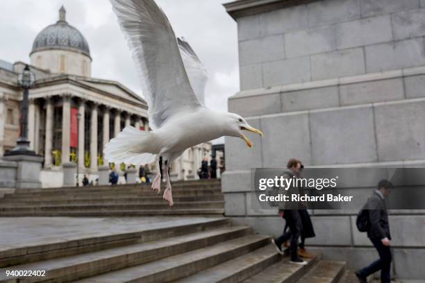 Large and aggressive seagull, squawks and looks angry as it takes-off in front of the National Gallery in Trafalgar Square, on 29th March, 2018 in...