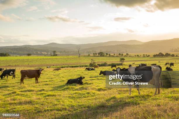 dairy cows - champ ferme photos et images de collection