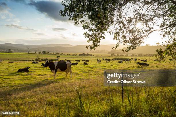 dairy cows - tathra fotografías e imágenes de stock