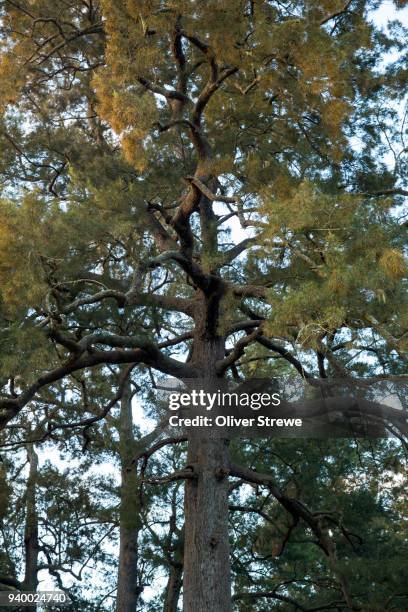 casuarina tree - tathra stock pictures, royalty-free photos & images