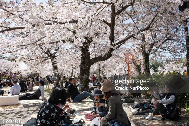 People enjoy under a cherry blossom trees in full bloom during Hanami or cherry blossom season in Maruyama park, Kyoto prefecture, Japan on March 30,...