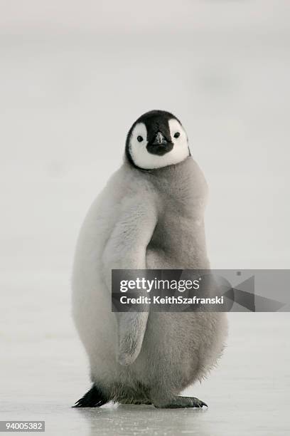 grasa pingüino emperador chick - pingüino fotografías e imágenes de stock