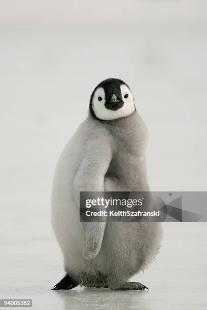 fat emperor penguin chick - pinguïn stockfoto's en -beelden
