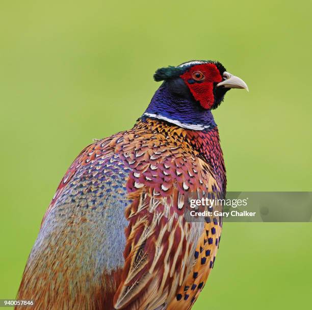 Pheasant Phasianus Colchicus High-Res Stock Photo