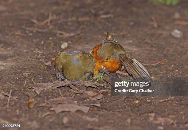 English Robin Photos and Premium High Res Pictures - Getty Images