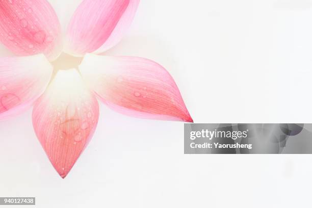 lotus flower petal on whtie background - lily pad float stock pictures, royalty-free photos & images