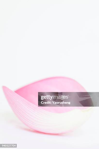 lotus flower petal on whtie background - lily pad float stock pictures, royalty-free photos & images