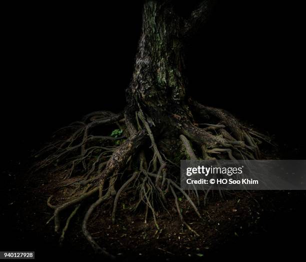 roots of tree - roots stock pictures, royalty-free photos & images