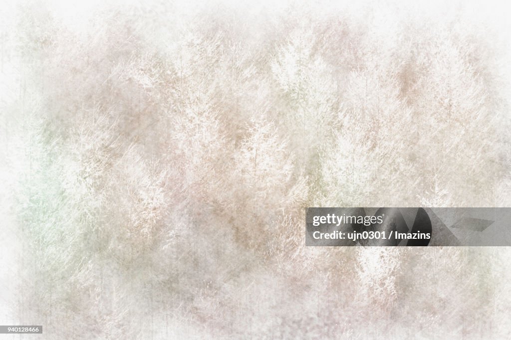 Tree image