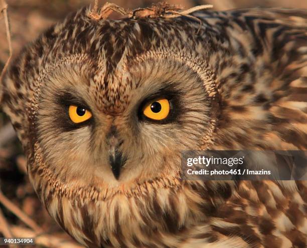 short-eared owl - gufo foto e immagini stock