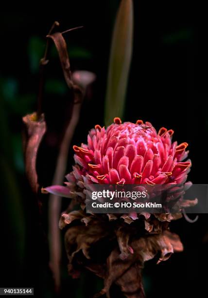 ginger flower - ginger flower stock pictures, royalty-free photos & images