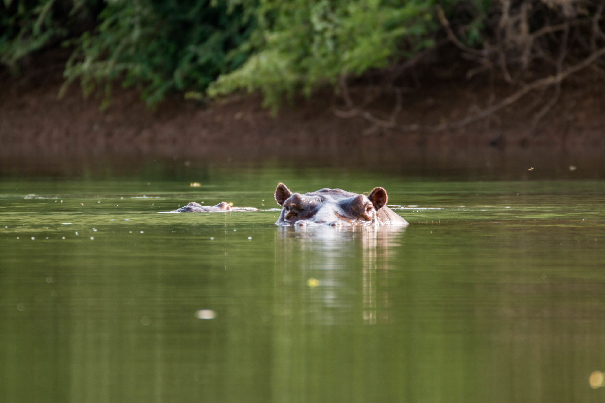 river gambia wildlife
