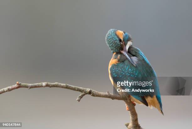 common kingfisher (alcedo atthis) perching on a twig - beauty frau stock pictures, royalty-free photos & images