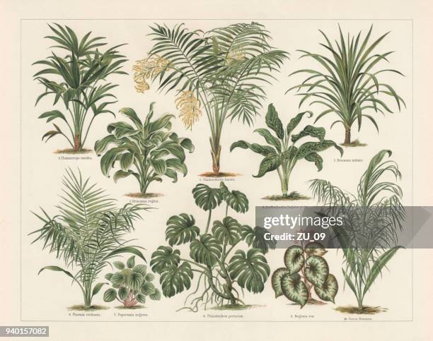 houseplants, lithograph, published in 1897 - dracaena houseplant stock illustrations