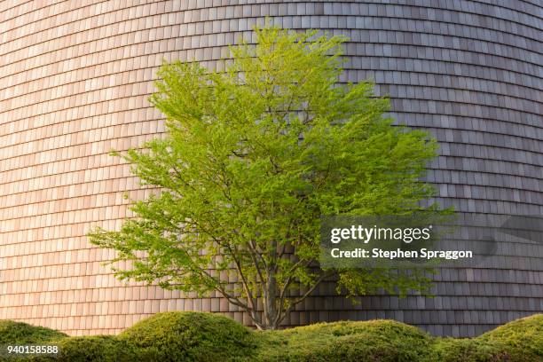 tree and centennial hall, nara, japan - centennial hall stock pictures, royalty-free photos & images