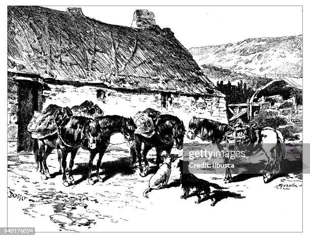 antique illustrations of england, scotland and ireland: shetland horses - 1900 stock illustrations
