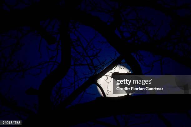 Raptor sits on a limb in front of the rising moon on March 30, 2018 in Diehsa, Germany.