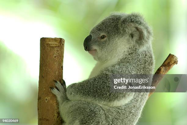 ruhen koala - in gefangenschaft aufgezogen stock-fotos und bilder