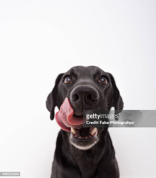 hungry dog is licking lips - tierkopf stock-fotos und bilder