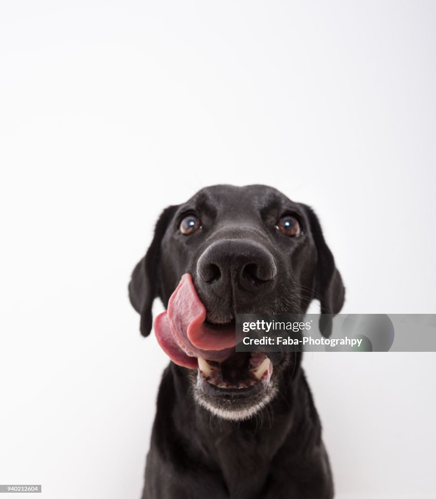 Hungry Dog Is Licking Lips