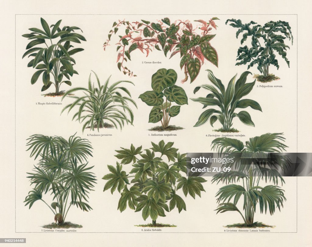 Houseplants, lithograph, published in 1897