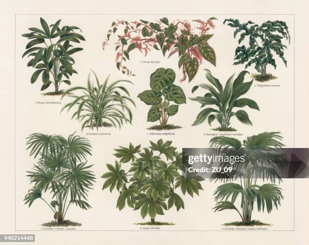 houseplants, lithograph, published in 1897 - fern stock illustrations