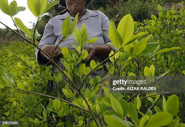 An indigenous peasant harvests coca leaves in Villa Remedios --commonly known as Sudyungas-- department of La Paz on December 10, 2007. AFP...