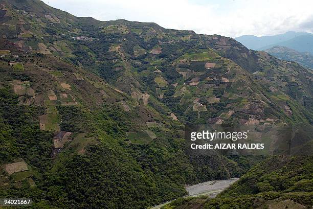 View of coca plantations in the mountain region in Villa Remedios --commonly known as Sudyungas-- department of La Paz on December 10, 2007. AFP...