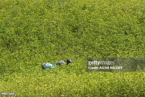 Indigenous peasants harvest coca leaves in Villa Remedios --commonly known as Sudyungas-- department of La Paz on December 10, 2007. AFP PHOTO/Aizar...