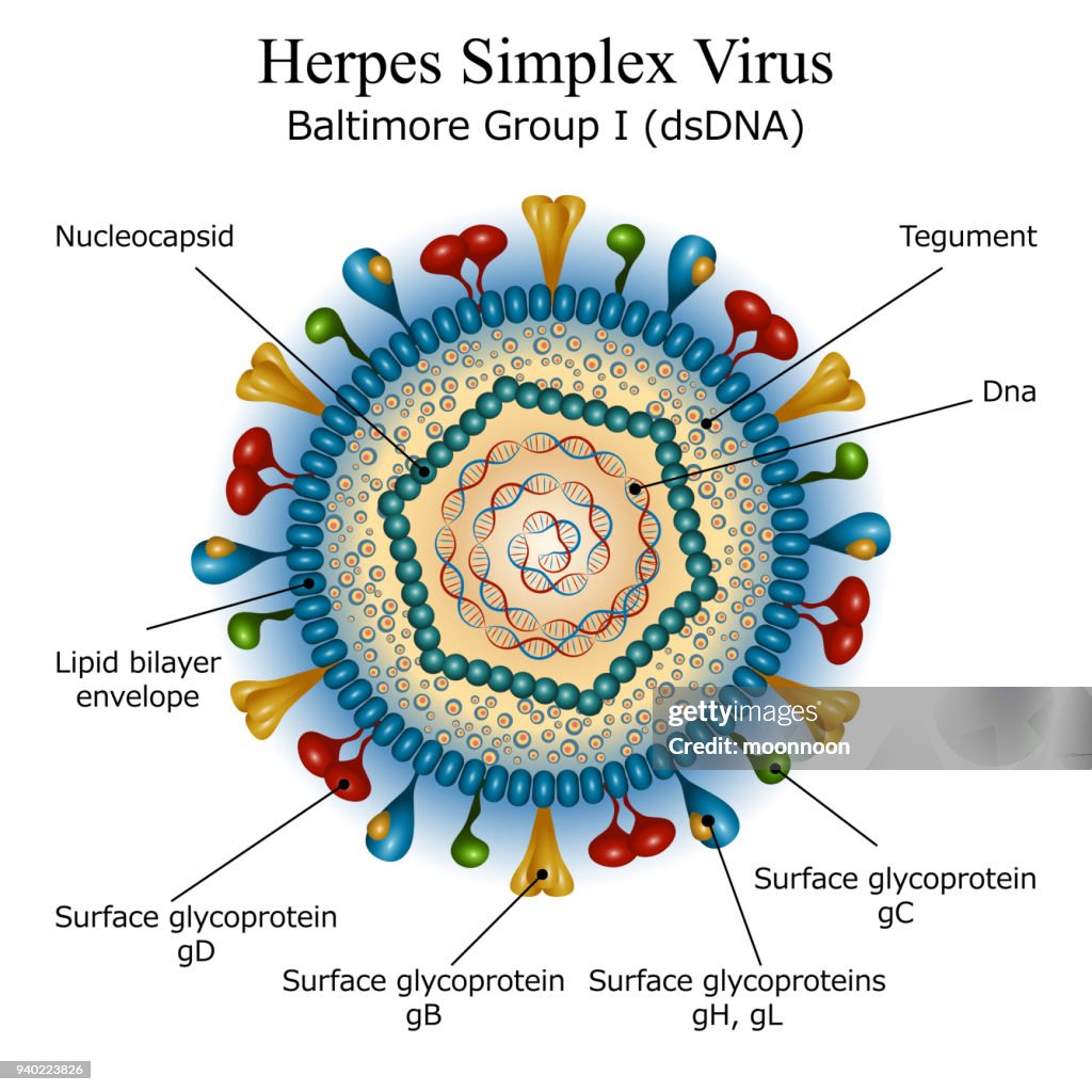 Simplex Compound Structure Diagram Of Herpes Simplex Virus Particle Structure High-Res Vector ...