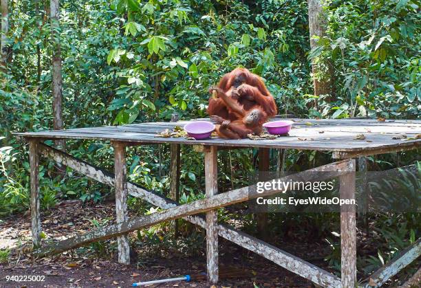 Orang-Utans, semi-wild, eating Bananas and Playing in the Rainforest of Tanjung Puting Nationalpark at Camp Leaky on October 27, 2013 in Pondok...