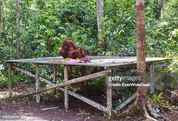Orang-Utans, semi-wild, eating Bananas in the Rainforest of Tanjung Puting Nationalpark at Camp Leaky on October 27, 2013 in Pondok Tanggui,...