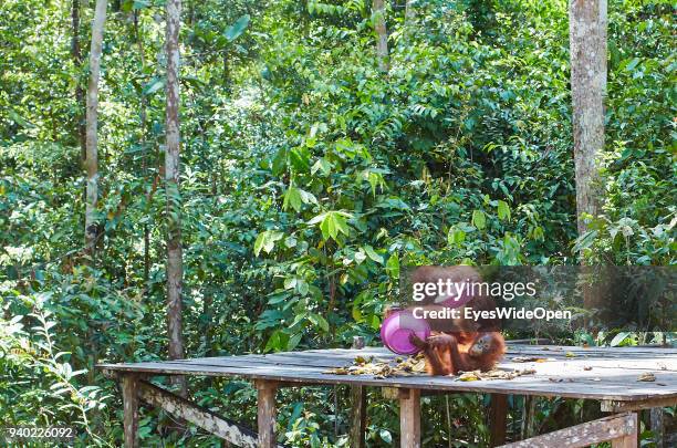 Orang-Utans, semi-wild, eating Bananas and Playing in the Rainforest of Tanjung Puting Nationalpark at Camp Leaky on October 27, 2013 in Pondok...