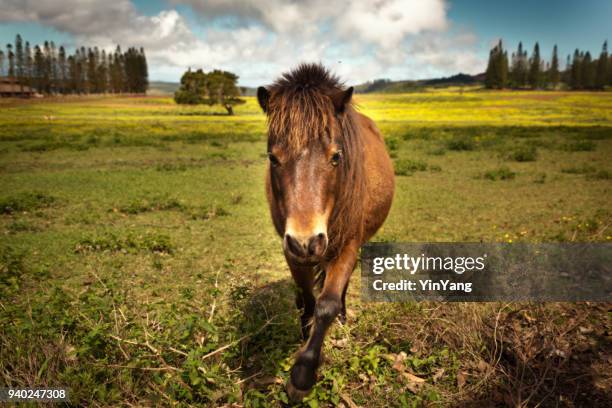 ラナイ島、ハワイ州の島の馬牧場 - lanai ストックフォトと画像